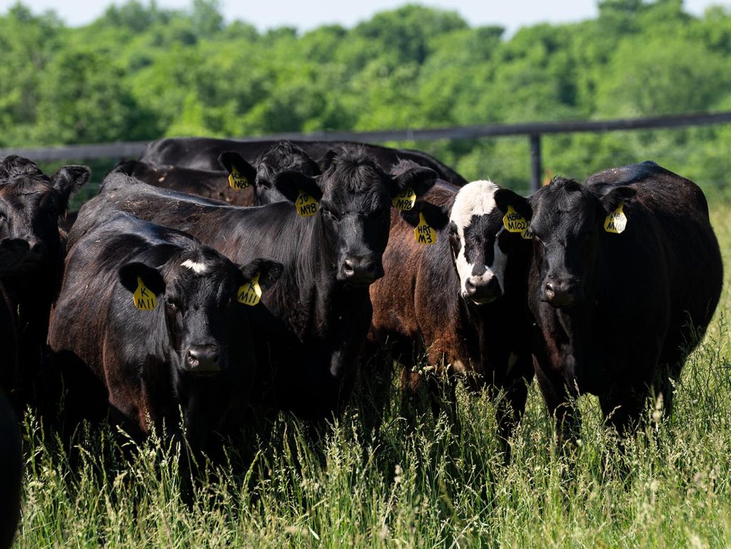 Noche Linda Farms | Elite Bred Heifers for Sale